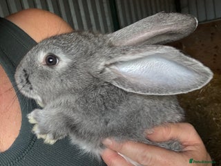 British Giant rabbits - Advert 30