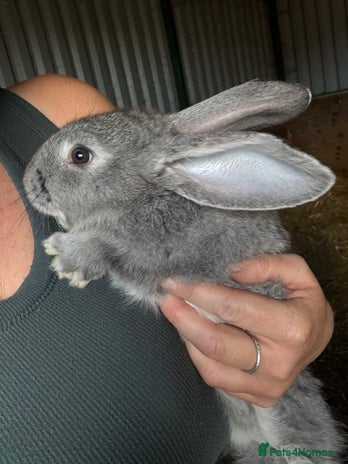 British Giant rabbits - Advert 2