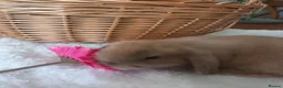 Mini Lop rabbits for sale: Beautiful mini lops - Advert 5