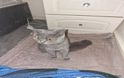 British Shorthair cats for sale: British shorthair  - Image 2