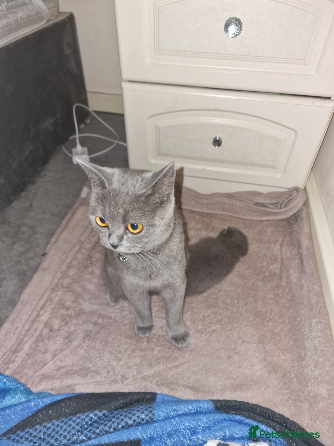 British Shorthair cats for sale: British shorthair  - Image 2