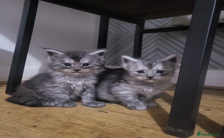 Maine Coon cats - Advert 4