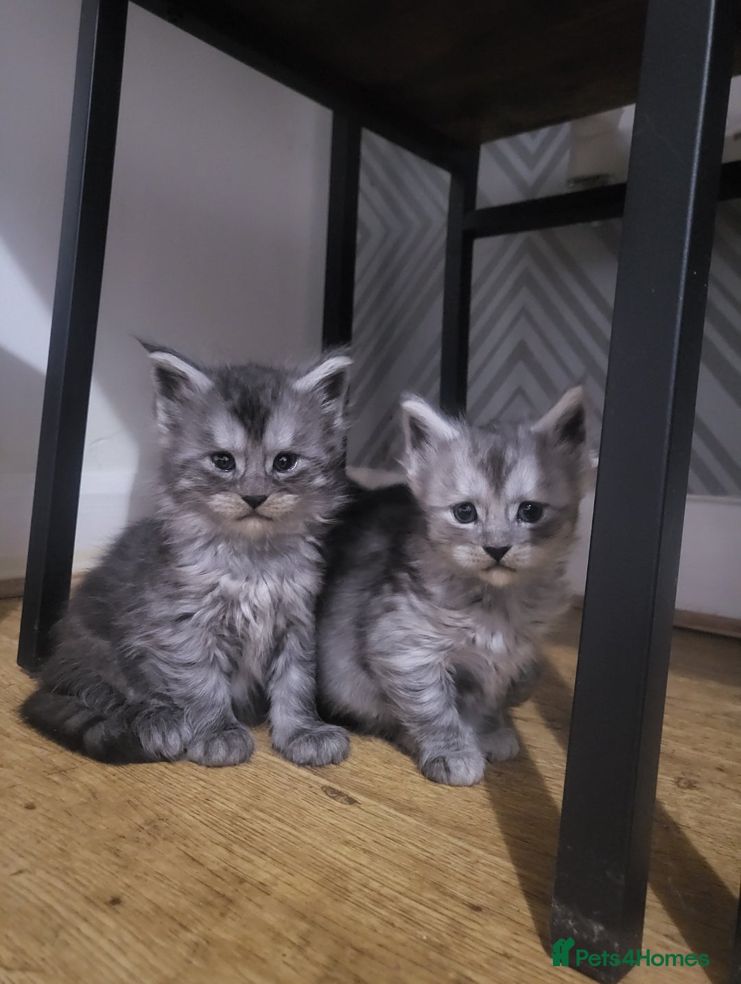 Maine Coon cats for sale:  TICA Registered Maine Coon Kittens Silver Tabby  - Image 1