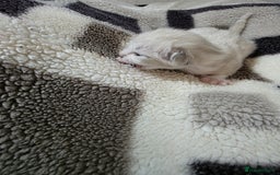 Mixed Breed cats for sale: Lovely mixed kittens 🐱😻😽👌 - Advert 12