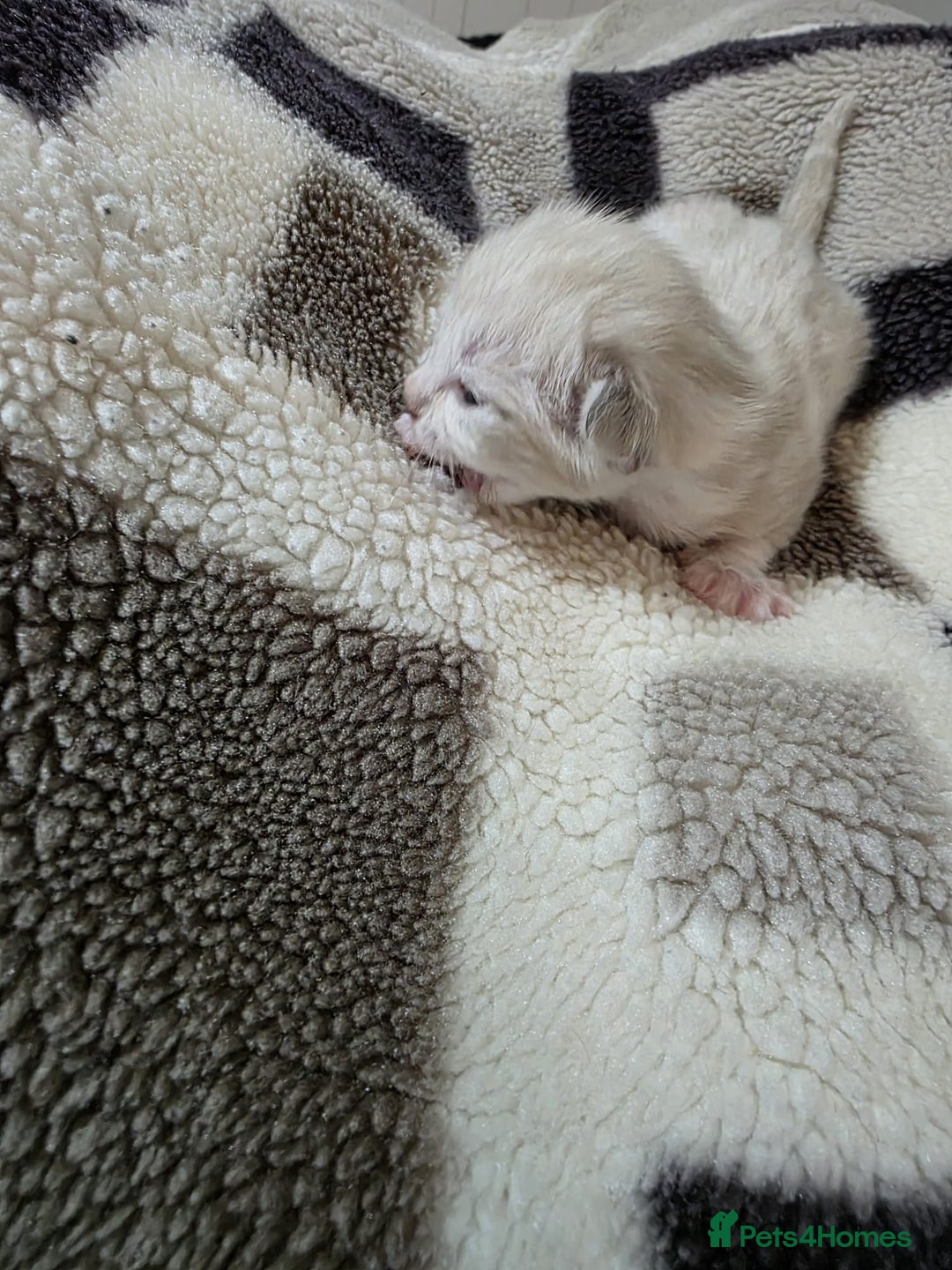 Mixed Breed cats for sale: Lovely mixed kittens 🐱😻😽👌 - Advert 12