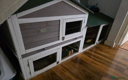 Mini Lop rabbits for sale: Two female bunnies - Image 7