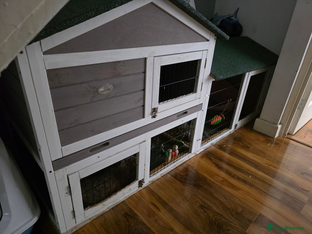 Mini Lop rabbits for sale: Two female bunnies - Image 7