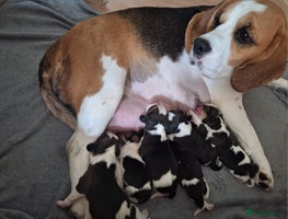 Beagle dogs Beagle puppies 🐶 🐶 🐶 🐶 🐶 🐶 🐶 - Advert 4