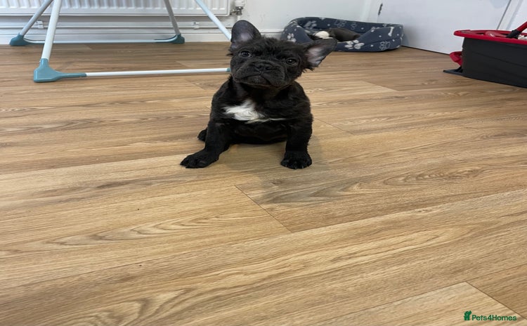 French Bulldog dogs - Advert 14