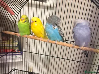 Budgerigars birds Budgerigars - Advert 1