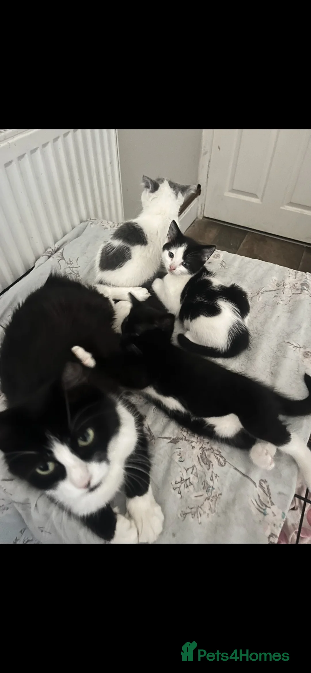 Mixed Breed cats for sale: 3 amazing little kitten 2 boys 1 girl Half Ragdoll - Advert 2
