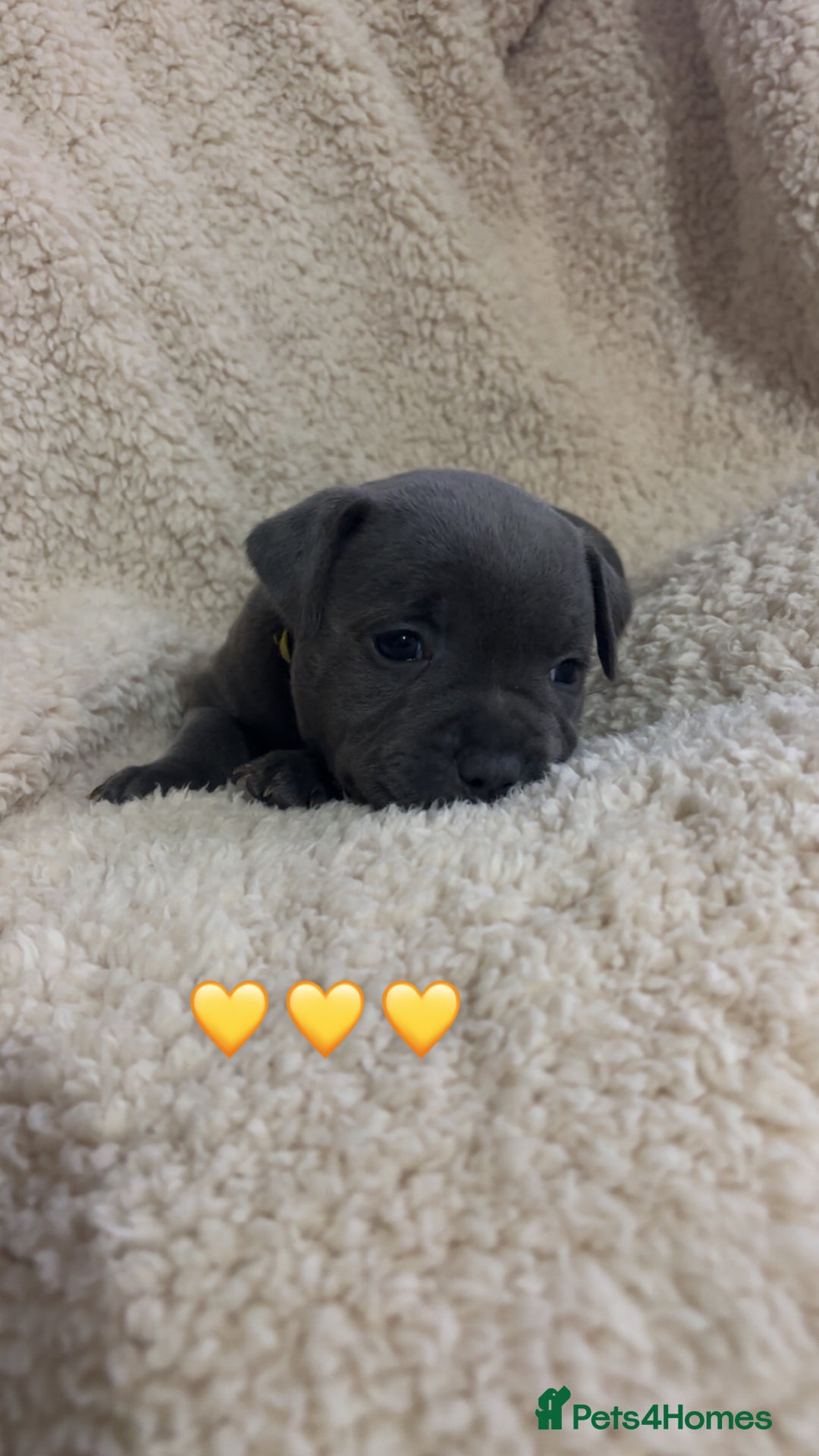 Staffordshire Bull Terrier dogs for sale: Piro daughter & Pharon (Bullscaff) pups for sale - Image 14
