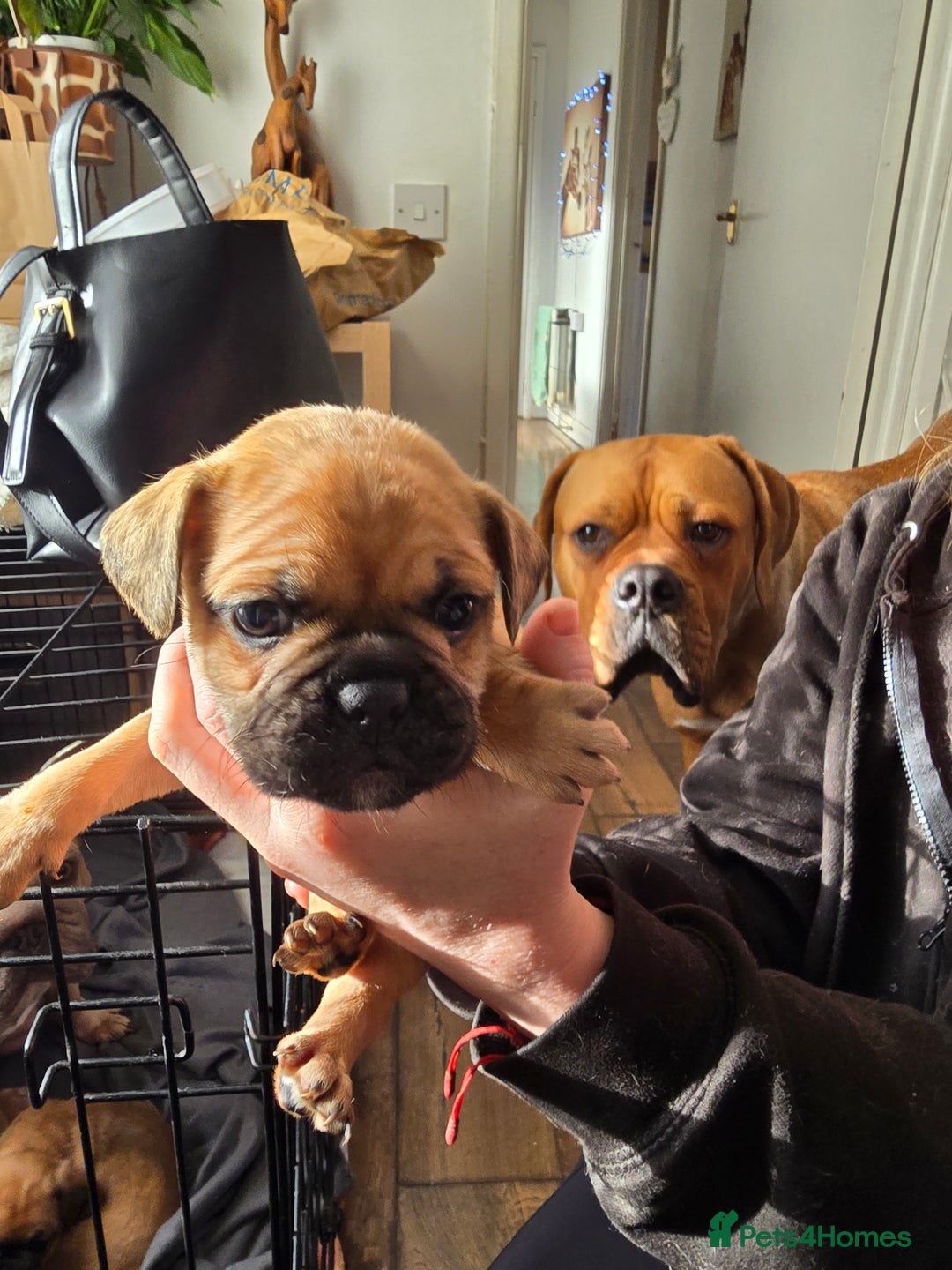 Frug dogs for sale: French bulldog x pug - Advert 2