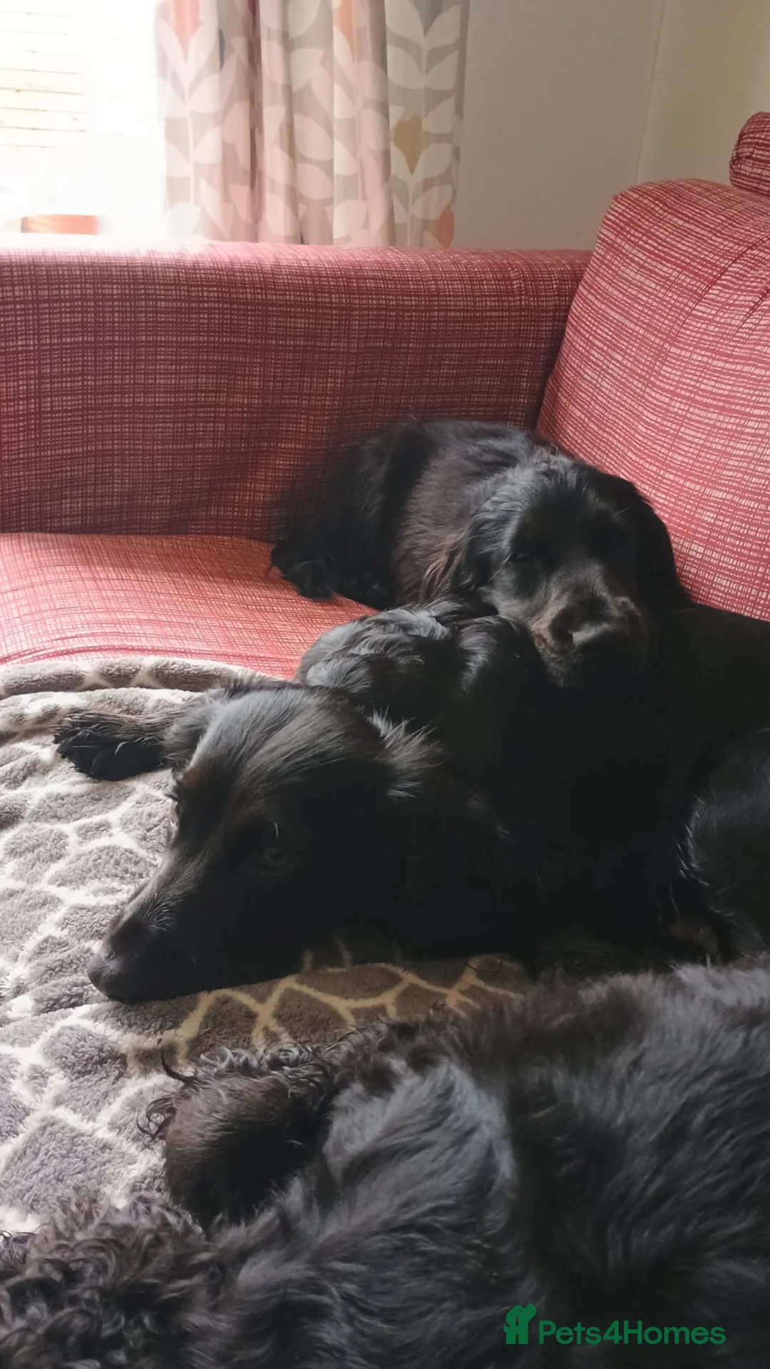 Cocker Spaniel dogs for sale: Cocker spaniel 8 month old GIRL Puppy for sale - Advert 8