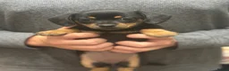 Mixed Breed dogs for sale: Adorable Dameranian puppy’s  - Advert 6