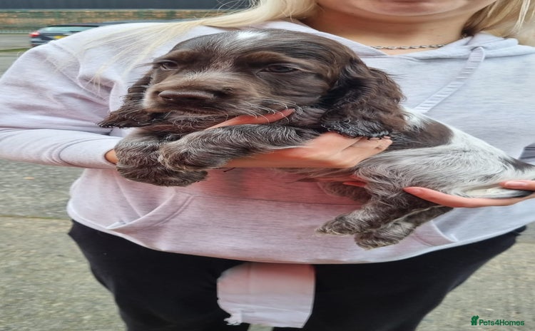 Cocker Spaniel dogs Show spaniel for sale - Advert 14