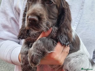 Cocker Spaniel dogs Show spaniel for sale - Advert 12