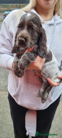 Cocker Spaniel dogs Show spaniel for sale - Advert 14