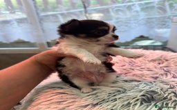 Chihuahua dogs for sale: Chihuahua  - Image 36