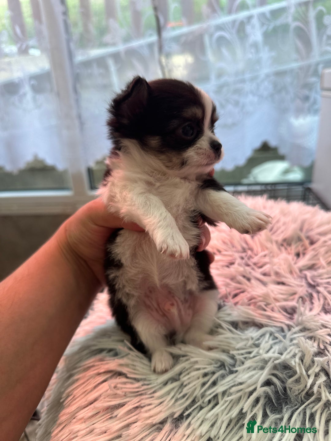 Chihuahua dogs for sale: Chihuahua  - Image 36