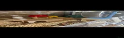 Hamster rodents for sale: Hamster and full set up for sale  - Advert 3