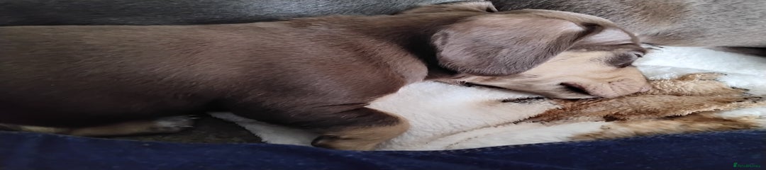 Rolo