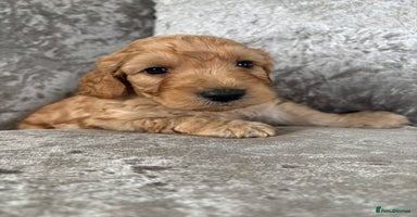 Cockapoo dogs - Advert 3