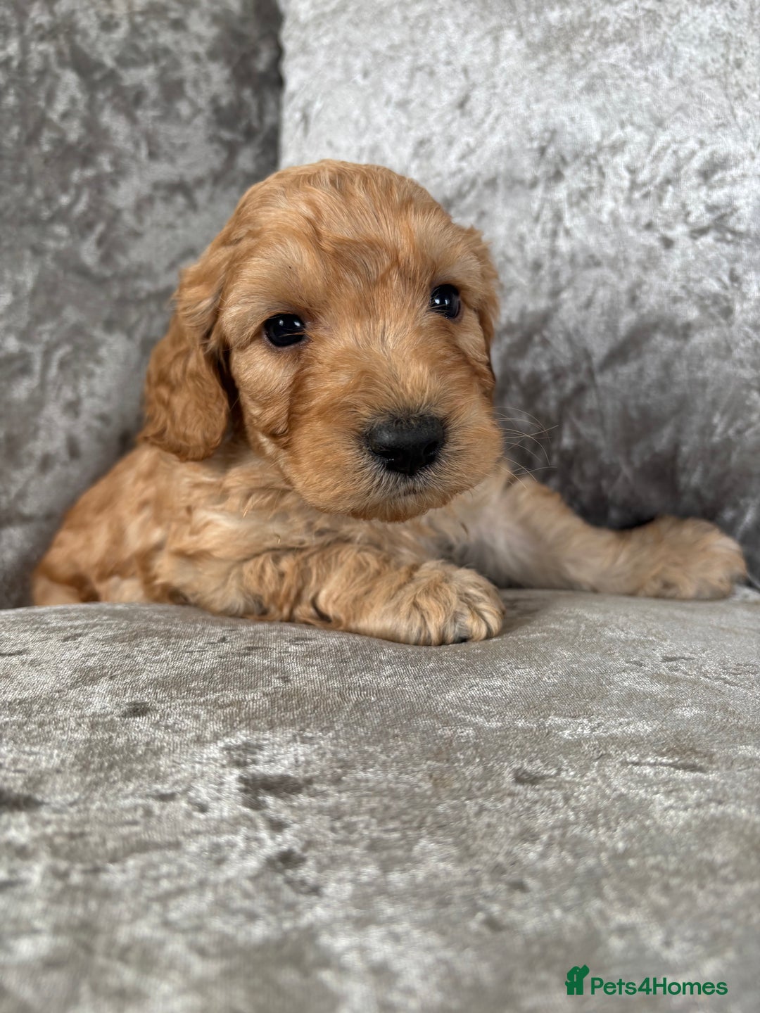 Cockapoo dogs for sale: Gorgeous babies 🥰 - Image 3