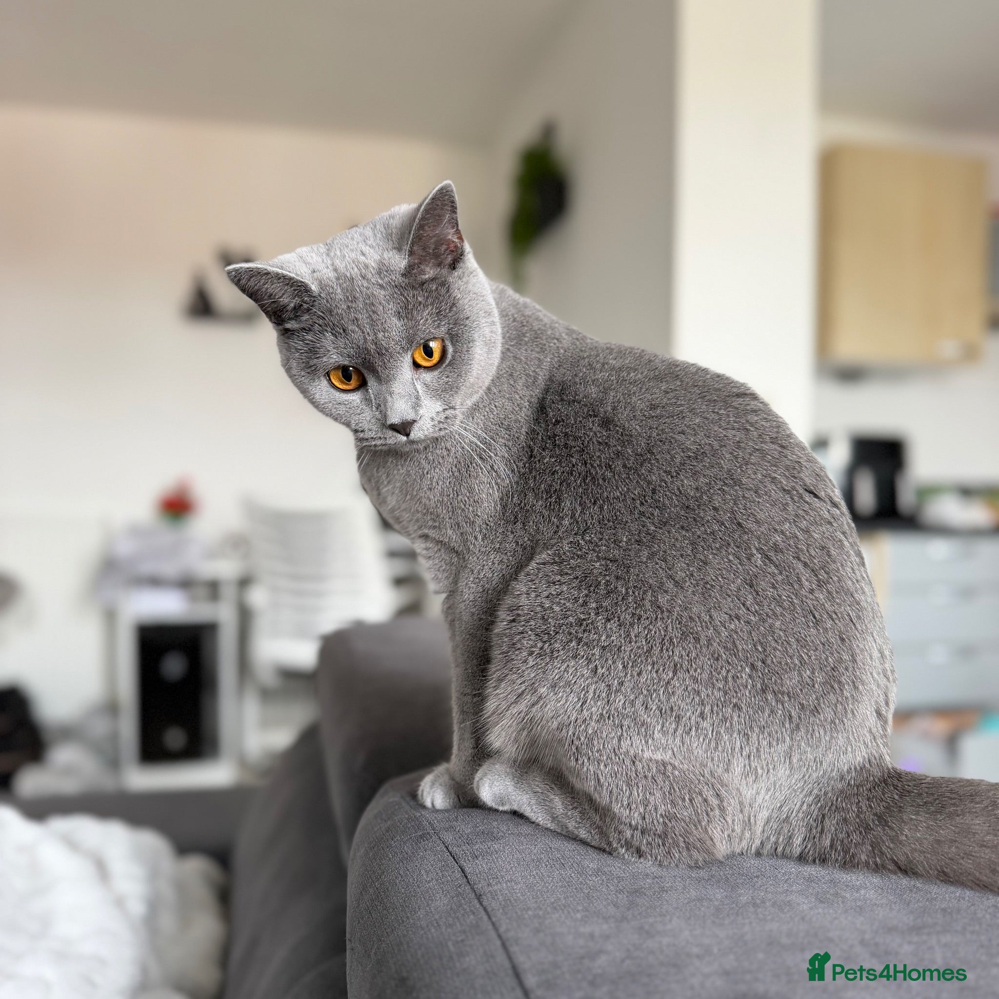 British Shorthair cats Pebble - Gorgeous Girl Looking For New Home - Advert 2