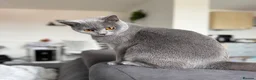 British Shorthair cats for sale: Pebble - Gorgeous Girl Looking For New Home - Advert 1