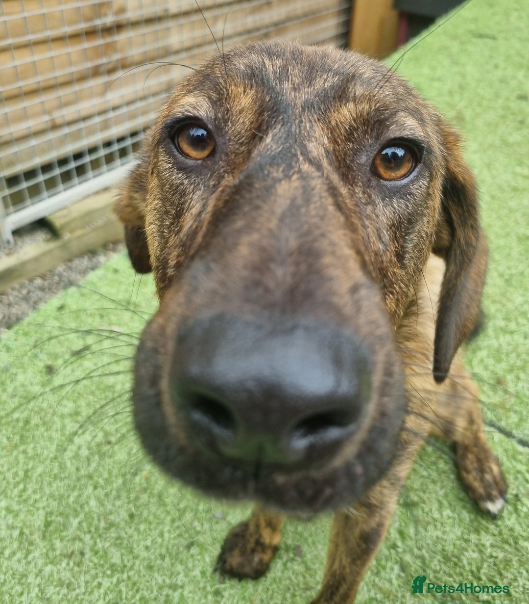 Mixed Breed dogs for adoption: Kobi - In Ayr Looking for a home  - Image 9