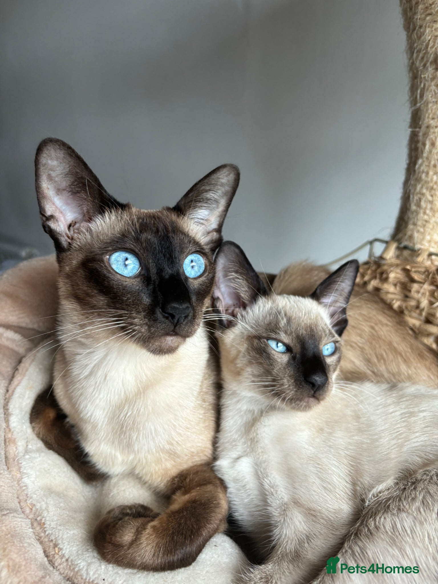 Siamese cats 5 Adorable Kittens Looking for Their Forever Homes - Advert 2