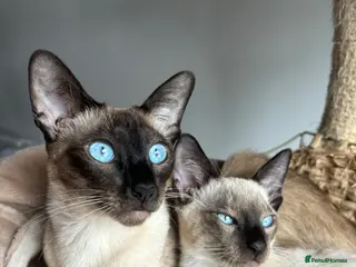 Siamese cats Social & Affectionate Siamese Kittens - Advert 2