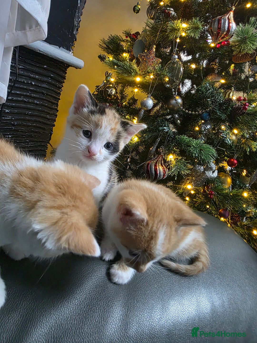 Mixed Breed cats for sale: Beautifull Kittens ready to go  - Advert 16