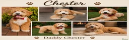 Australian Labradoodle dogs for sale: Multigenerational Australian Labradoodle  - Advert 10