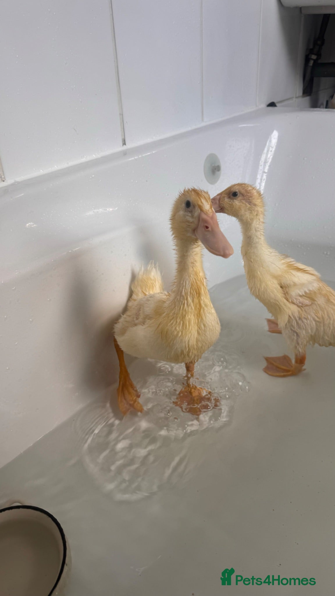 Mixed Breed birds Indian runner ducks - Advert 1