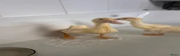 Mixed Breed birds for sale: Indian runner ducks - Advert 1