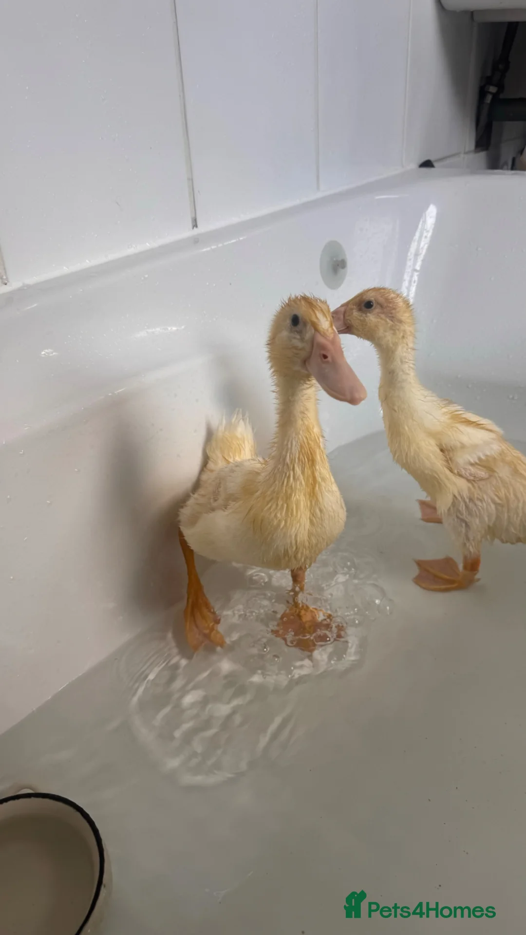 Mixed Breed birds for sale: Indian runner ducks - Advert 1
