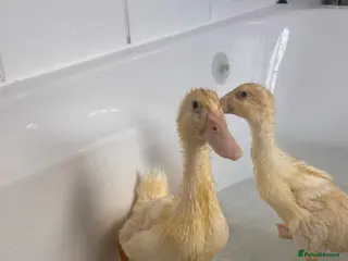 Mixed Breed birds Indian runner ducks - Advert 1