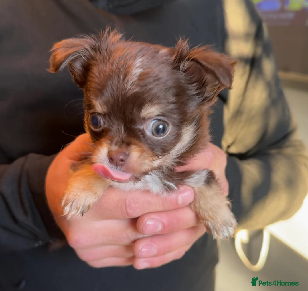 Chihuahua dogs for sale: stunning full breed chihuahua puppies last boy - Advert 5