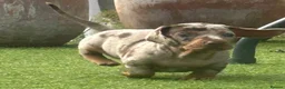 Dachshund dogs for sale: Beautiful, loving, Daschound babies - Advert 3