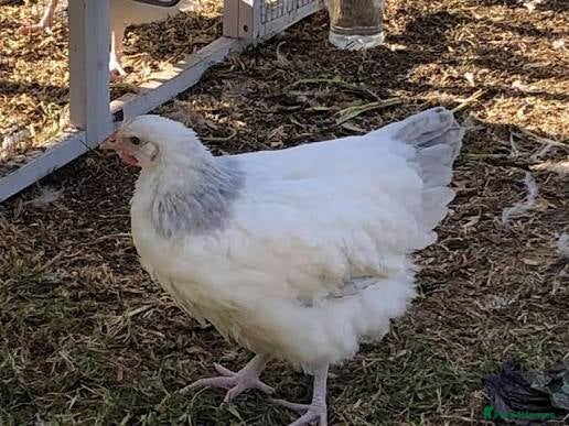 Chickens poultry White Sussex Male - Advert 1