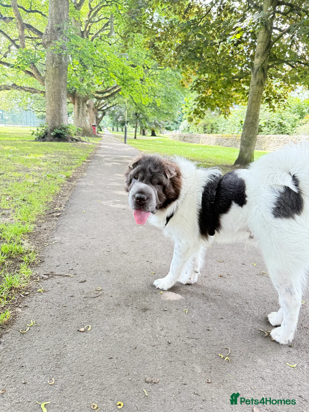 Shar Pei dogs for stud: Bear coat flowered Shar Pei STUD - Advert 10