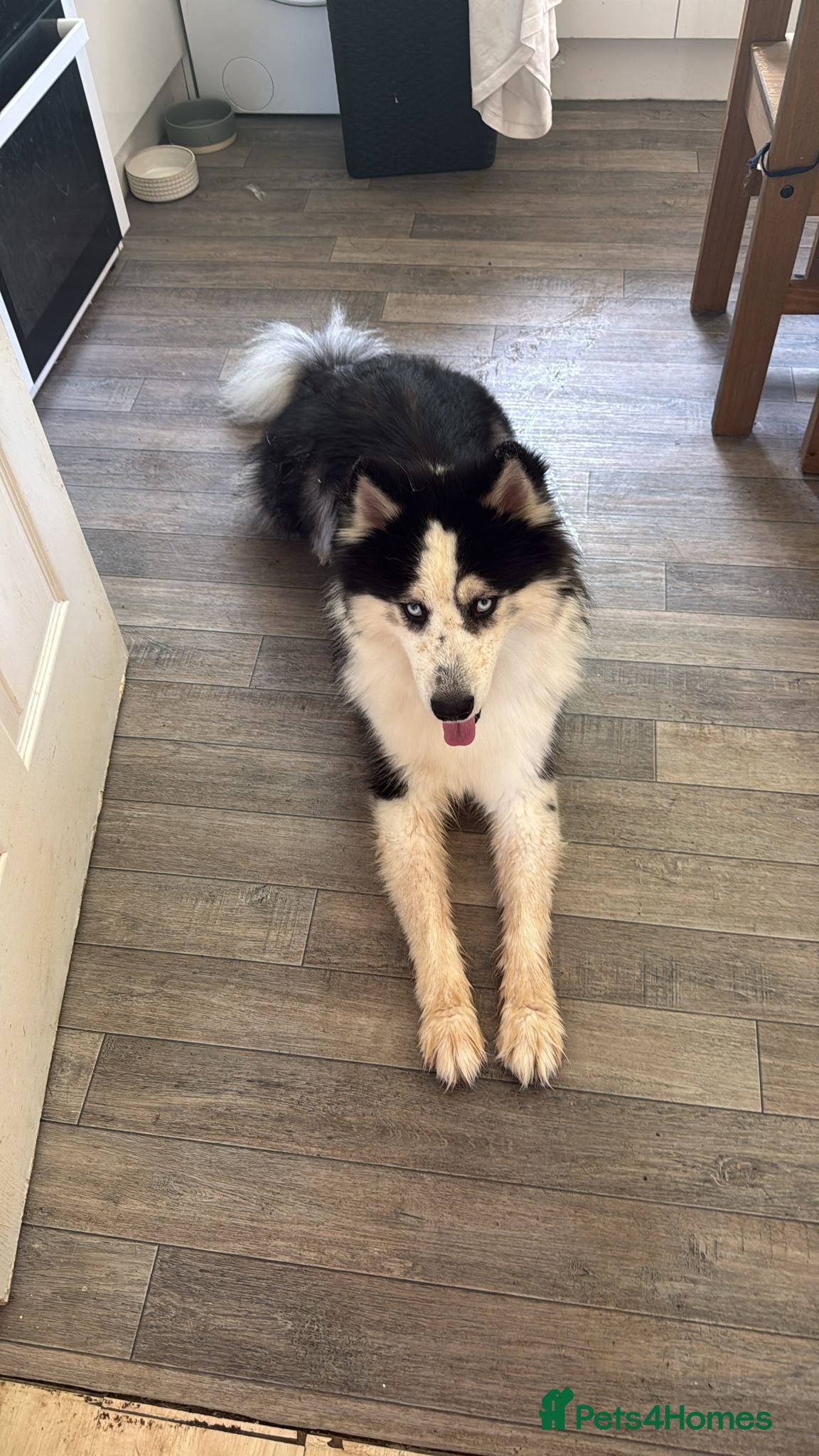 Siberian Husky dogs Male Husky for Rehome - Advert 1