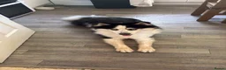 Siberian Husky dogs for sale: Male Husky for Rehome - Advert 1