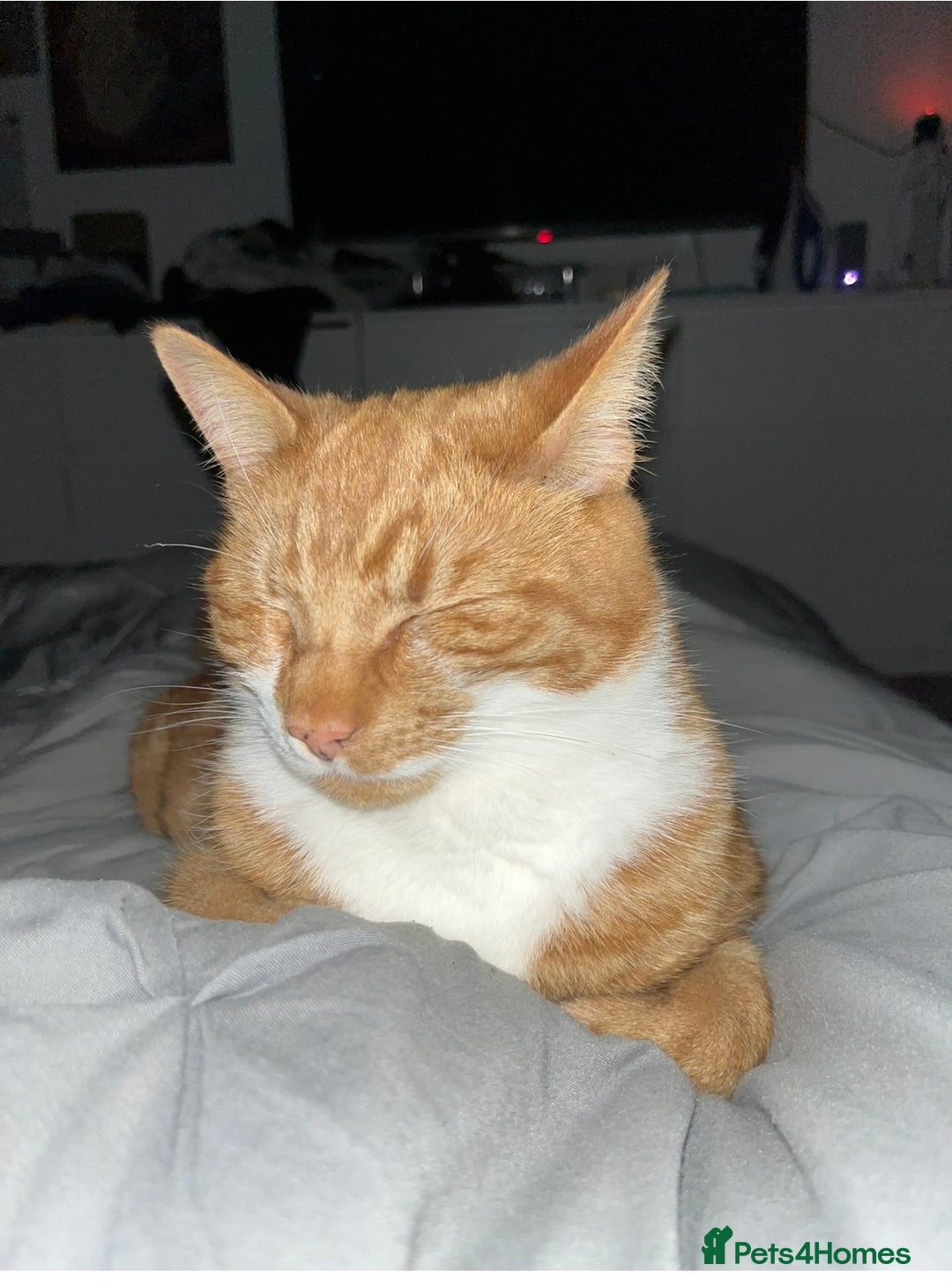 Domestic Shorthair cats for sale: Two cats for rehoming   - Advert 13