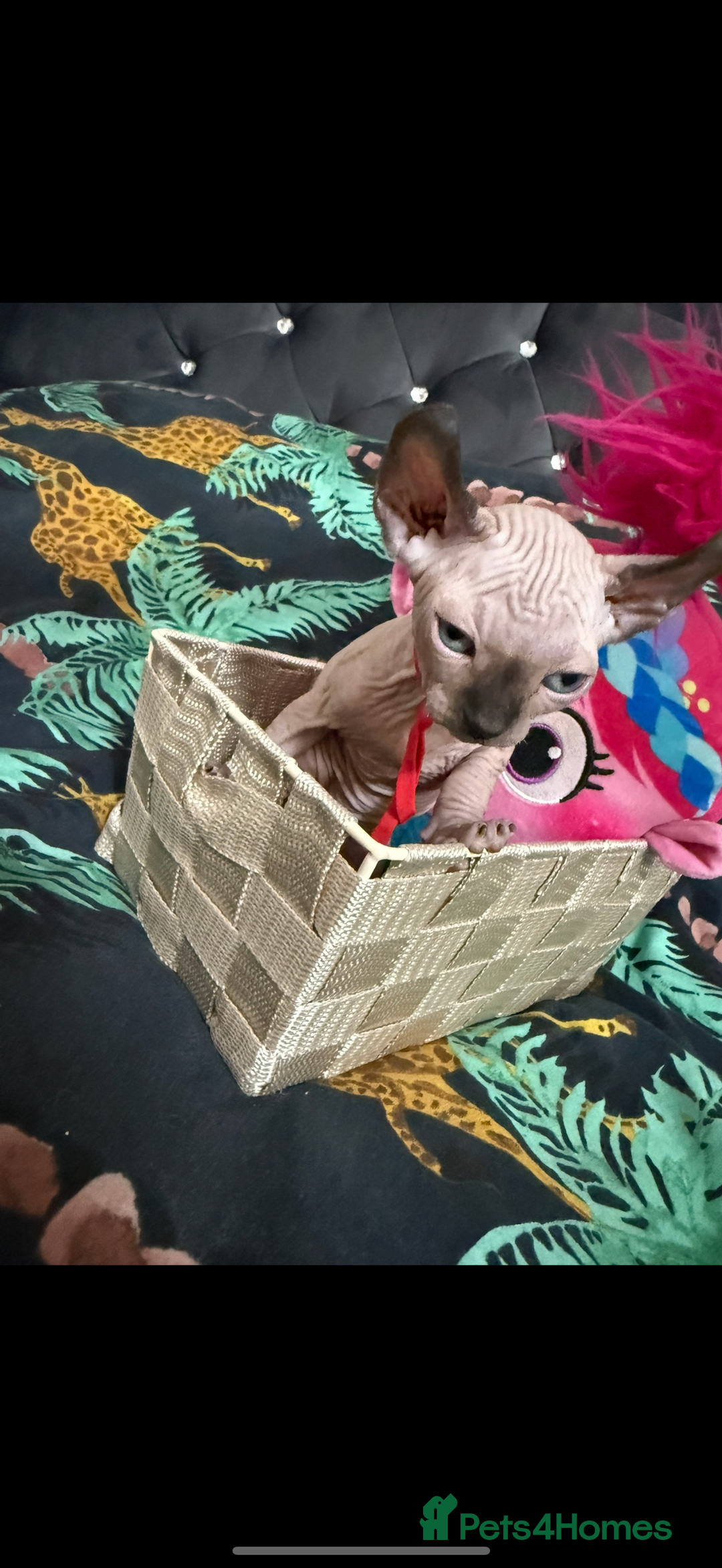 Sphynx cats for sale: Bald, bold elf blue eyes kittens  - Image 17