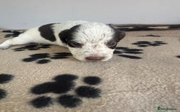 Cocker Spaniel dogs for sale: Working Cocker spaniel puppies  - Image 14