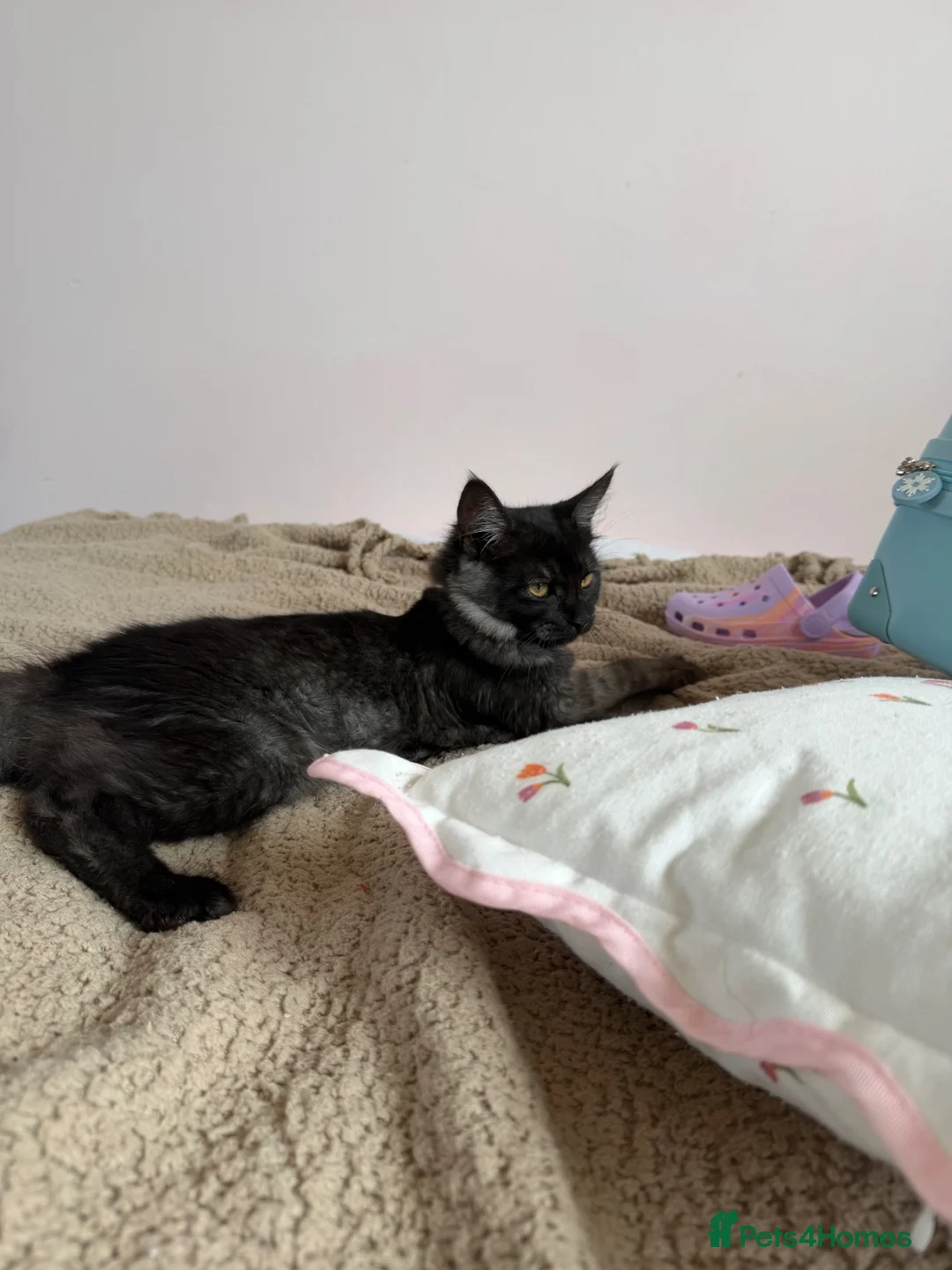 Maine Coon cats for sale: 2x sisters for sale  - Advert 1