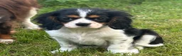 Cavalier King Charles Spaniel dogs for sale: 🐶 Health tested Cavalier King Charles Puppies 🐶  - Advert 17